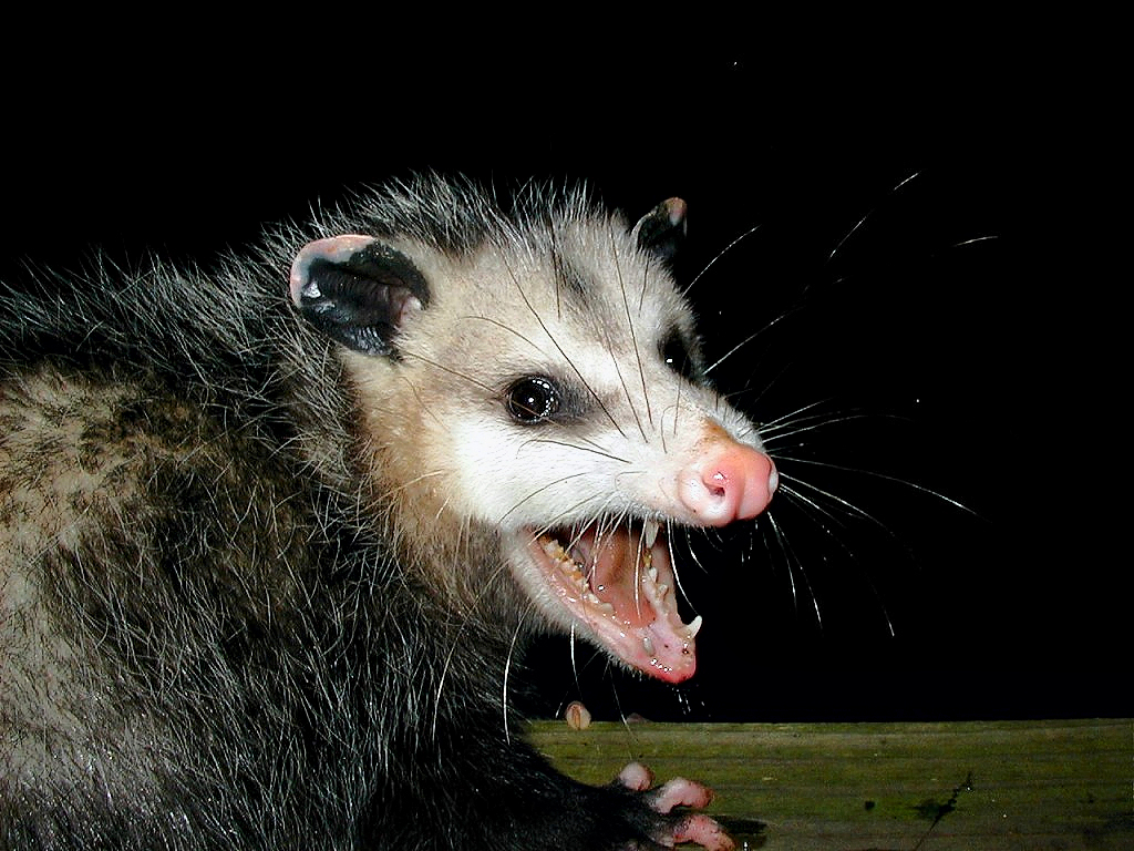 possum rid attic possums them opossum scary animal opossums possom getting teeth creepy babies